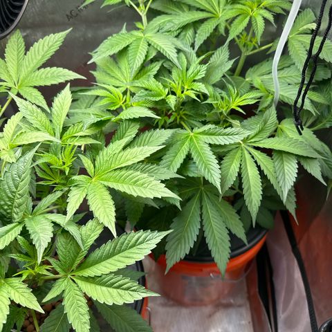Fuegisima #5 growlog timeline photo