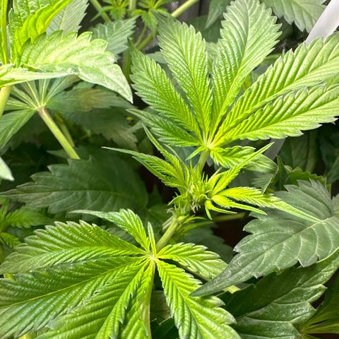 Fuegisima #5 growlog photo: Finally showing white hairs 