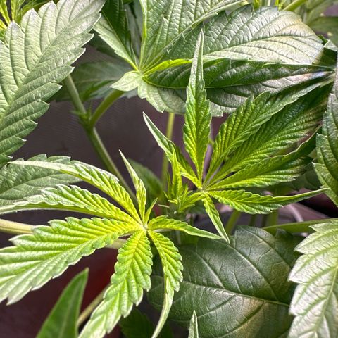 Fuegisima #6 growlog photo: Finally showing white hairs