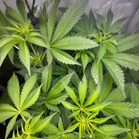 Fuegisima #5 growlog timeline photo
