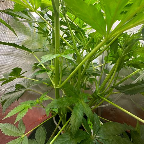 Fuegisima #5 growlog timeline photo
