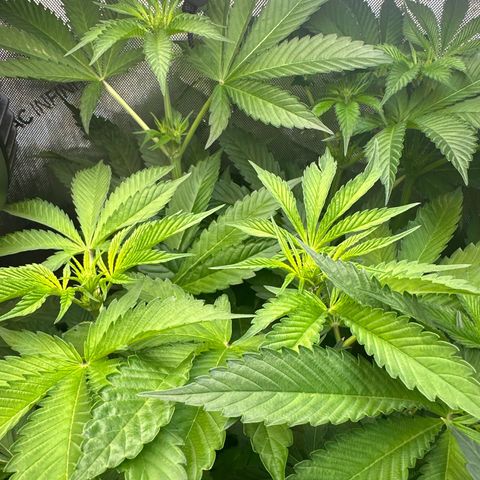 Fuegisima #5 growlog timeline photo