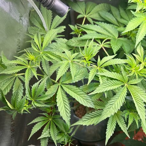 Fuegisima #6 growlog timeline photo