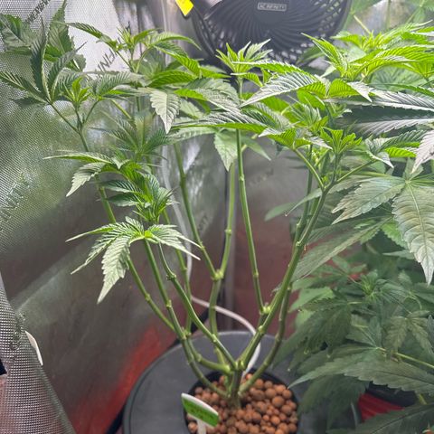 Fuegisima #6 growlog timeline photo