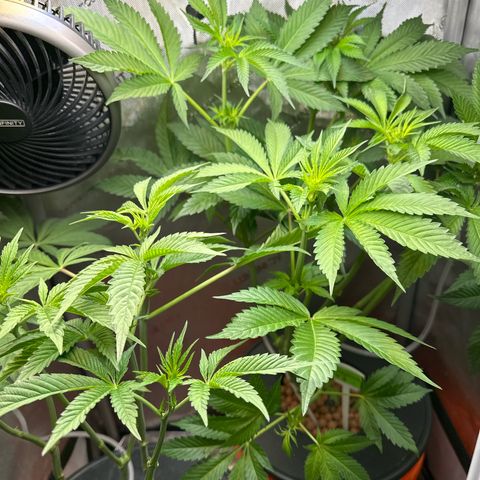 Fuegisima #5 growlog timeline photo