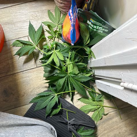 Fuegisima #5 growlog timeline photo