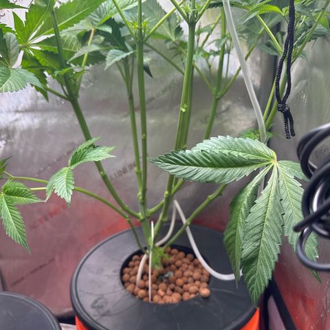 Fuegisima #5 growlog timeline photo