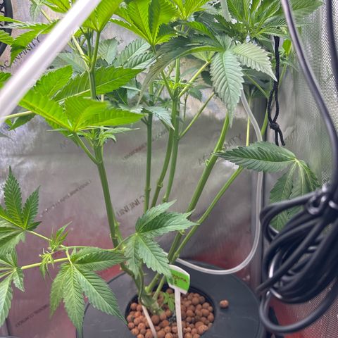 Fuegisima #5 growlog timeline photo