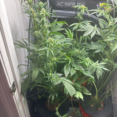 Fuegisima #5 growlog timeline photo