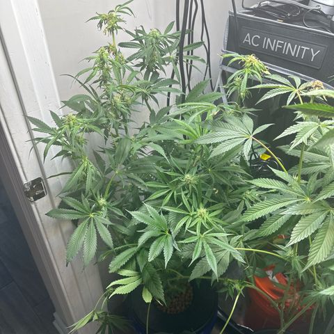 Fuegisima #5 growlog timeline photo
