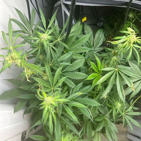 Fuegisima #5 growlog timeline photo