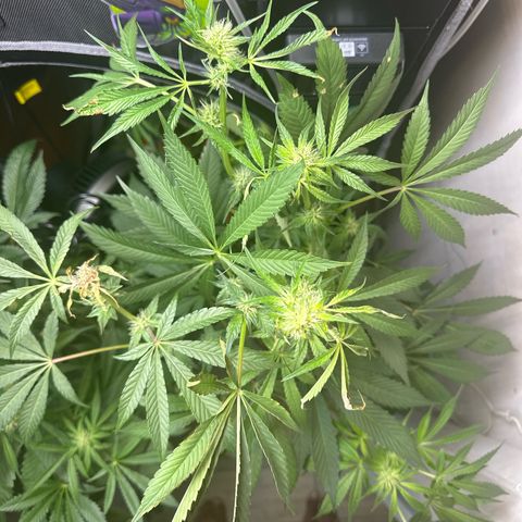 Fuegisima #6 growlog timeline photo
