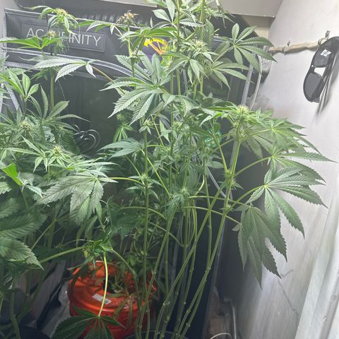 Fuegisima #6 growlog timeline photo