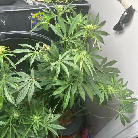 Fuegisima #6 growlog timeline photo