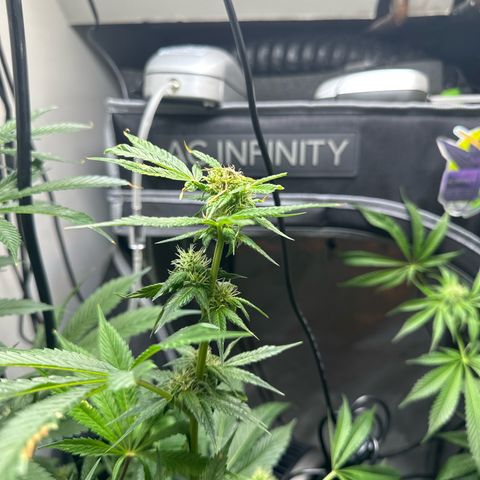 Fuegisima #5 growlog photo: This girls out grew my tent. Unfortunately I had some real life situations so the grow had to take a back seat. I was doing so well.  I will loose some significant growth and potency on two colas. One kola bent and broke but appears to have healed itself and is still growing. 

She’s fattening up and appears to have finished this crazy ass stretch. 
