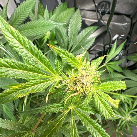 Fuegisima #5 growlog photo: This girls out grew my tent. Unfortunately I had some real life situations so the grow had to take a back seat. I was doing so well.  I will loose some significant growth and potency on two colas. One kola bent and broke but appears to have healed itself and is still growing. 

She’s fattening up and appears to have finished this crazy ass stretch. 