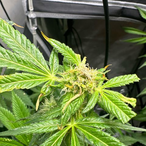 Fuegisima #5 growlog photo: This girls out grew my tent. Unfortunately I had some real life situations so the grow had to take a back seat. I was doing so well.  I will loose some significant growth and potency on two colas. One kola bent and broke but appears to have healed itself and is still growing. 

She’s fattening up and appears to have finished this crazy ass stretch. 