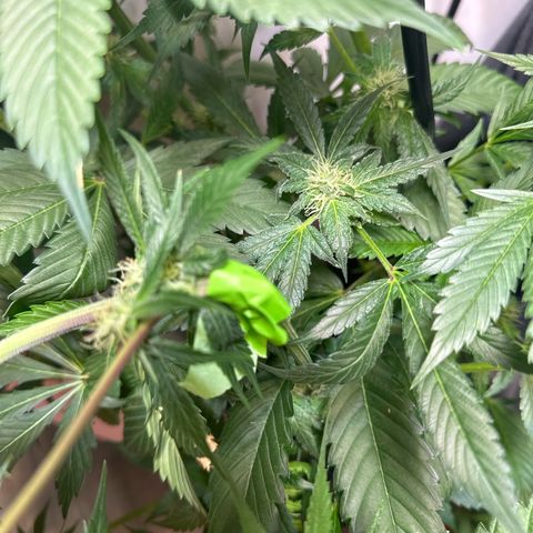 Fuegisima #5 growlog photo: This girls out grew my tent. Unfortunately I had some real life situations so the grow had to take a back seat. I was doing so well.  I will loose some significant growth and potency on two colas. One kola bent and broke but appears to have healed itself and is still growing. 

She’s fattening up and appears to have finished this crazy ass stretch. 
