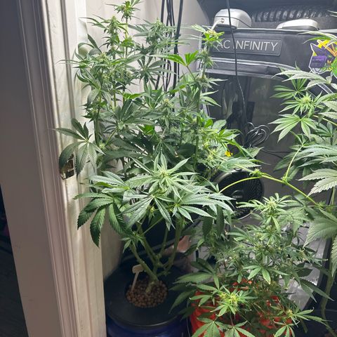 Fuegisima #5 growlog photo: This girls out grew my tent. Unfortunately I had some real life situations so the grow had to take a back seat. I was doing so well.  I will loose some significant growth and potency on two colas. One kola bent and broke but appears to have healed itself and is still growing. 

She’s fattening up and appears to have finished this crazy ass stretch. 
