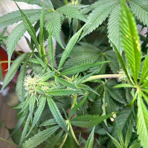 Fuegisima #5 growlog photo: This girls out grew my tent. Unfortunately I had some real life situations so the grow had to take a back seat. I was doing so well.  I will loose some significant growth and potency on two colas. One kola bent and broke but appears to have healed itself and is still growing. 

She’s fattening up and appears to have finished this crazy ass stretch. 