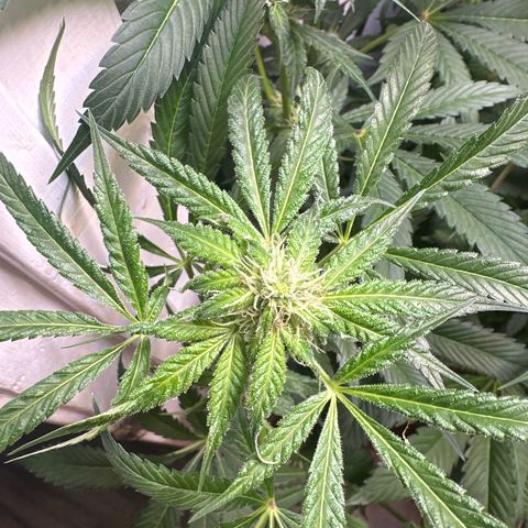 Fuegisima #5 growlog photo: This girls out grew my tent. Unfortunately I had some real life situations so the grow had to take a back seat. I was doing so well.  I will loose some significant growth and potency on two colas. One kola bent and broke but appears to have healed itself and is still growing. 

She’s fattening up and appears to have finished this crazy ass stretch. 