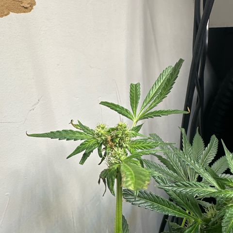 Fuegisima #5 growlog photo: This girls out grew my tent. Unfortunately I had some real life situations so the grow had to take a back seat. I was doing so well.  I will loose some significant growth and potency on two colas. One kola bent and broke but appears to have healed itself and is still growing. 

She’s fattening up and appears to have finished this crazy ass stretch. 