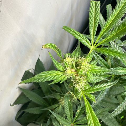 Fuegisima #5 growlog photo: This girls out grew my tent. Unfortunately I had some real life situations so the grow had to take a back seat. I was doing so well.  I will loose some significant growth and potency on two colas. One kola bent and broke but appears to have healed itself and is still growing. 

She’s fattening up and appears to have finished this crazy ass stretch. 
