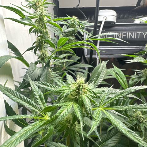 Fuegisima #5 growlog photo: This girls out grew my tent. Unfortunately I had some real life situations so the grow had to take a back seat. I was doing so well.  I will loose some significant growth and potency on two colas. One kola bent and broke but appears to have healed itself and is still growing. 

She’s fattening up and appears to have finished this crazy ass stretch. 