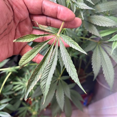 Fuegisima #6 growlog photo: This girl actually grew slightly taller then #5 but I think it’s position sparred light burn to multiple colas. I decided to chop a cola as the burn was significant and I didn’t want to risk infection. I trimmed many of the burnt fan leaves. Slightly behind #5 as far as bud structure. 