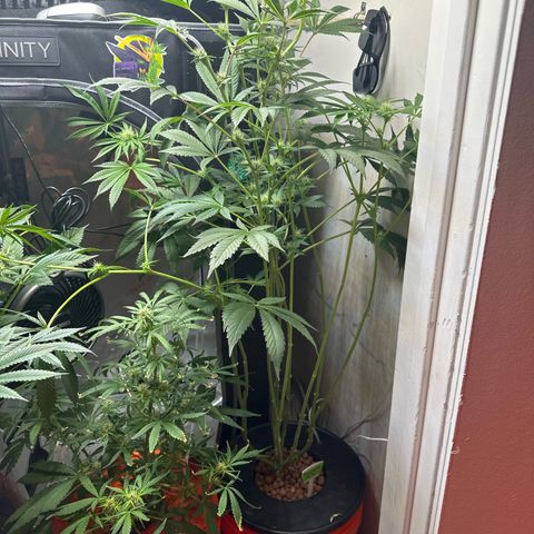 Fuegisima #6 growlog photo: This girl actually grew slightly taller then #5 but I think it’s position sparred light burn to multiple colas. I decided to chop a cola as the burn was significant and I didn’t want to risk infection. I trimmed many of the burnt fan leaves. Slightly behind #5 as far as bud structure. 