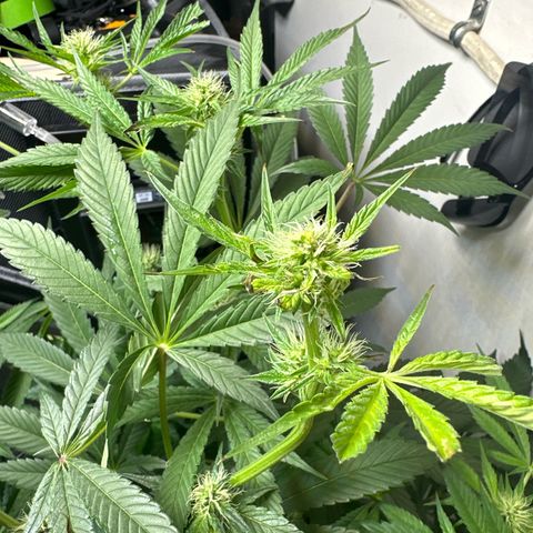 Fuegisima #6 growlog photo: This girl actually grew slightly taller then #5 but I think it’s position sparred light burn to multiple colas. I decided to chop a cola as the burn was significant and I didn’t want to risk infection. I trimmed many of the burnt fan leaves. Slightly behind #5 as far as bud structure. 
