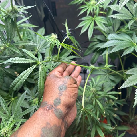 Fuegisima #6 growlog photo: This girl actually grew slightly taller then #5 but I think it’s position sparred light burn to multiple colas. I decided to chop a cola as the burn was significant and I didn’t want to risk infection. I trimmed many of the burnt fan leaves. Slightly behind #5 as far as bud structure. 