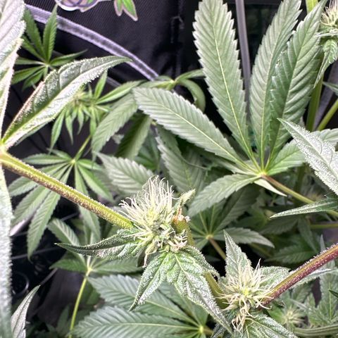 Fuegisima #6 growlog photo: This girl actually grew slightly taller then #5 but I think it’s position sparred light burn to multiple colas. I decided to chop a cola as the burn was significant and I didn’t want to risk infection. I trimmed many of the burnt fan leaves. Slightly behind #5 as far as bud structure. 