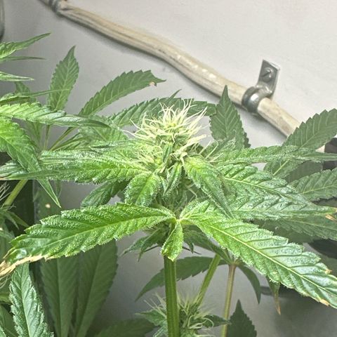 Fuegisima #6 growlog timeline photo