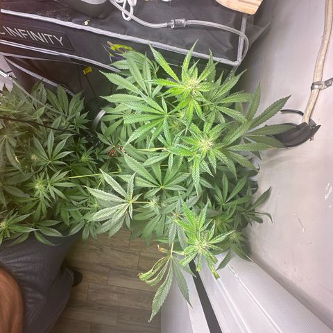 Fuegisima #6 growlog timeline photo