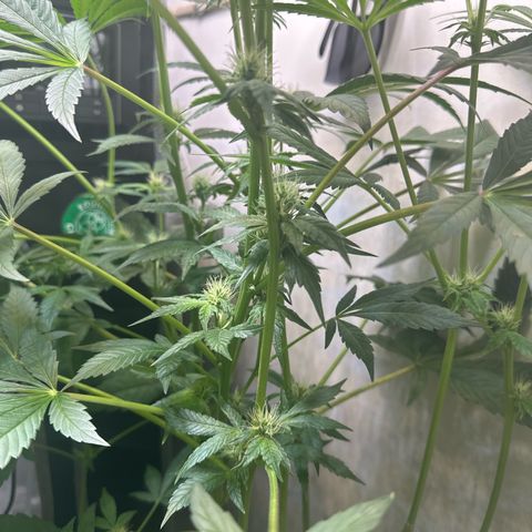 Fuegisima #6 growlog timeline photo