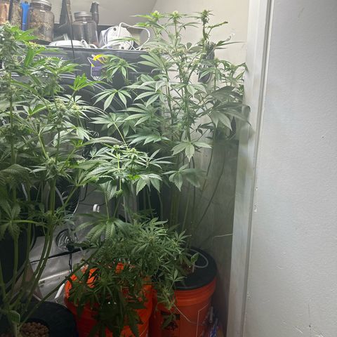 Fuegisima #6 growlog timeline photo