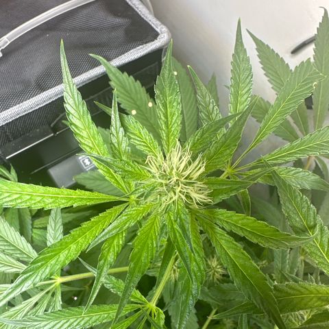 Fuegisima #6 growlog timeline photo