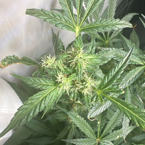 Fuegisima #5 growlog timeline photo