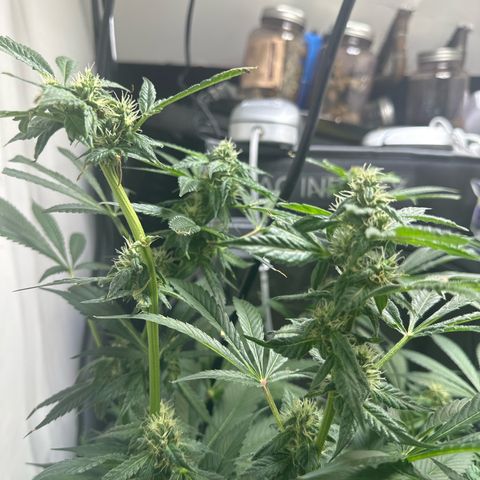 Fuegisima #5 growlog timeline photo