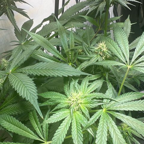 Fuegisima #5 growlog timeline photo