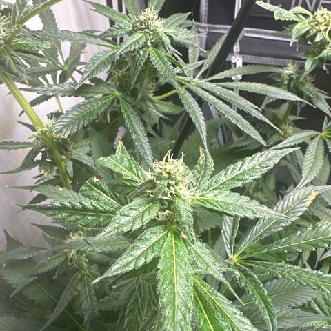 Fuegisima #5 growlog timeline photo