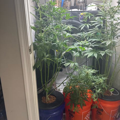 Fuegisima #5 growlog timeline photo