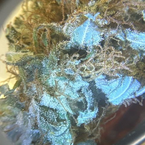 Maui Panama #3 growlog timeline photo