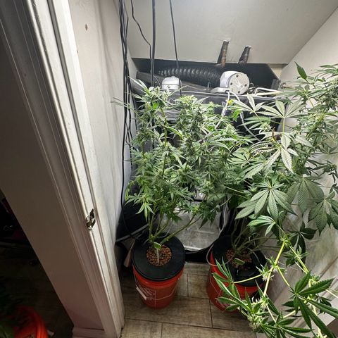 Fuegisima #5 growlog timeline photo