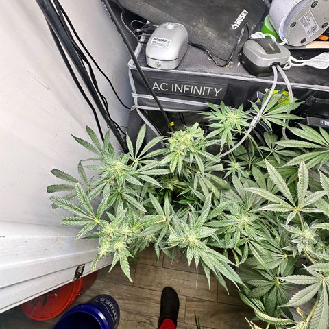 Fuegisima #5 growlog timeline photo
