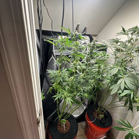 Fuegisima #5 growlog timeline photo