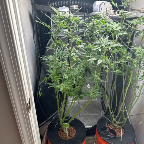 Fuegisima #5 growlog timeline photo