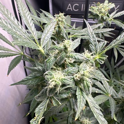 Fuegisima #5 growlog timeline photo