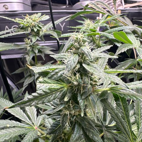 Fuegisima #5 growlog timeline photo